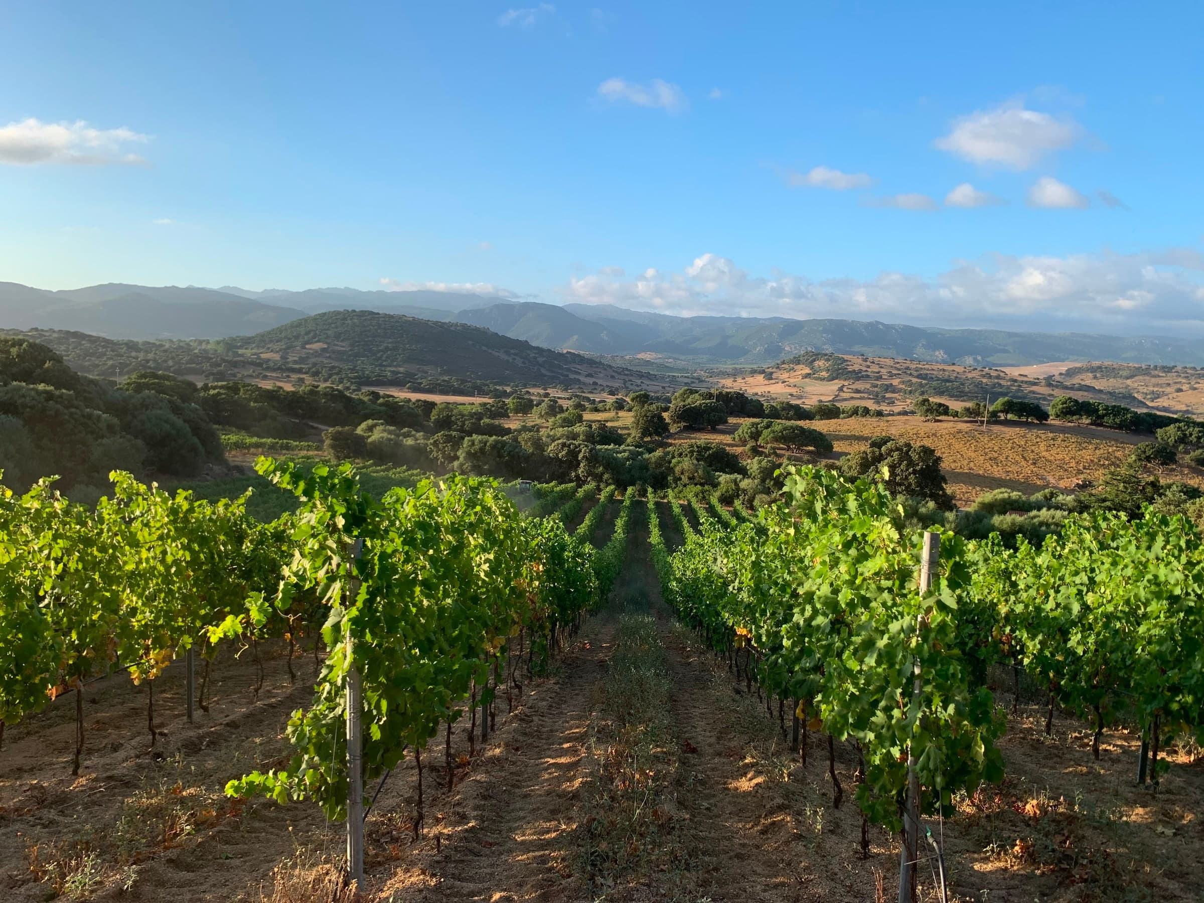 I filari della tenuta al tramonto, con la vallata e le montagne