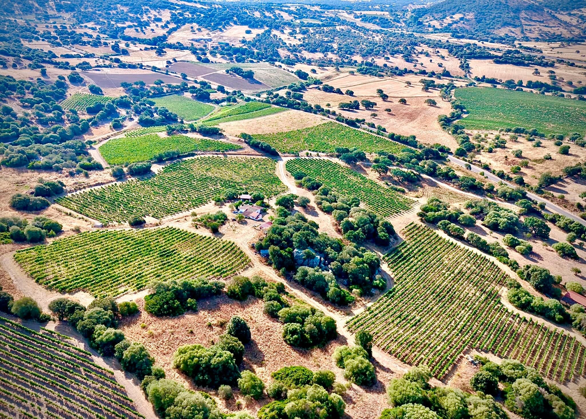 Veduta aerea della tenuta: i filari disegnano le colline