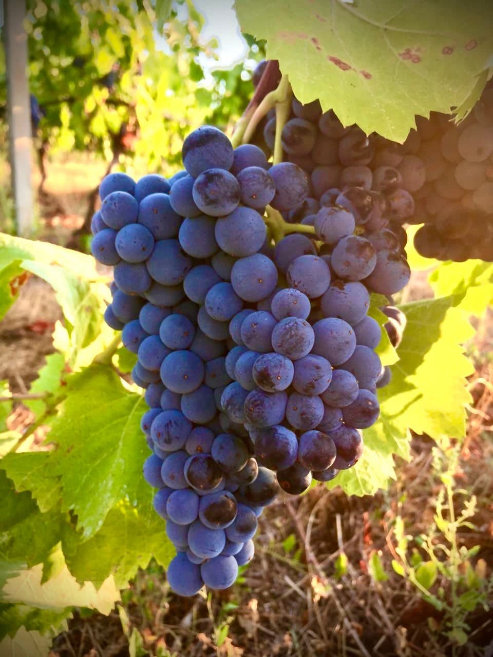 Grappolo di uva nera al sole fra le foglie