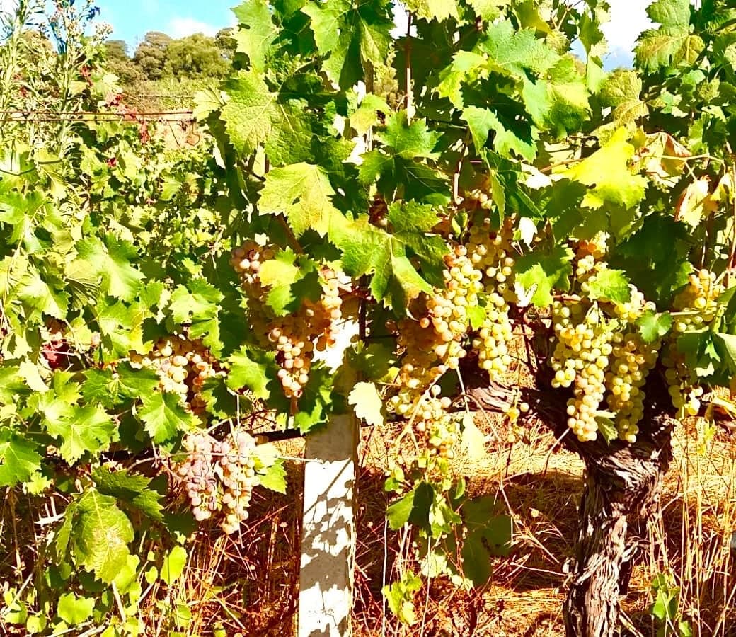 Grappoli maturi su un filare in piena estate