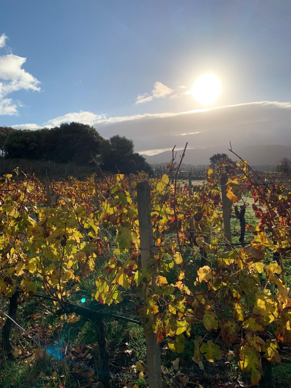 Filari con le foglie dorate in controluce d'autunno
