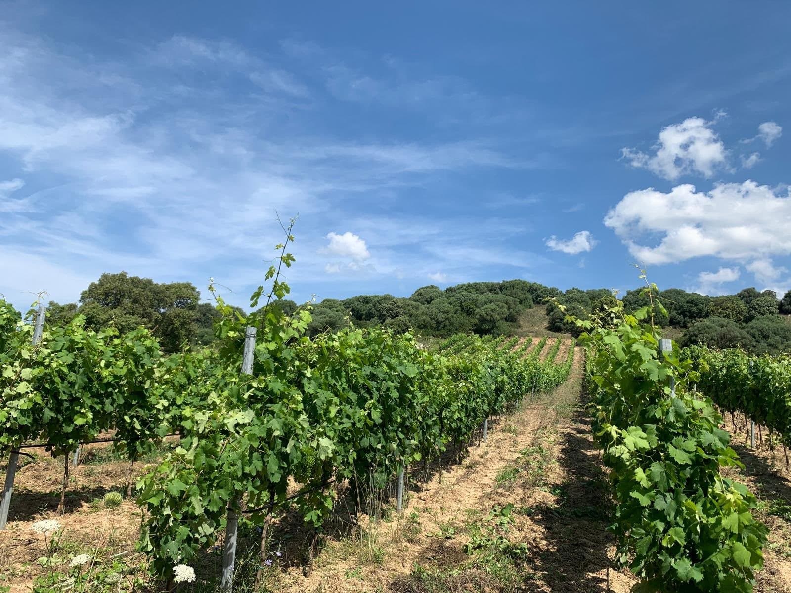 Fiori bianchi selvatici fra i filari in primavera