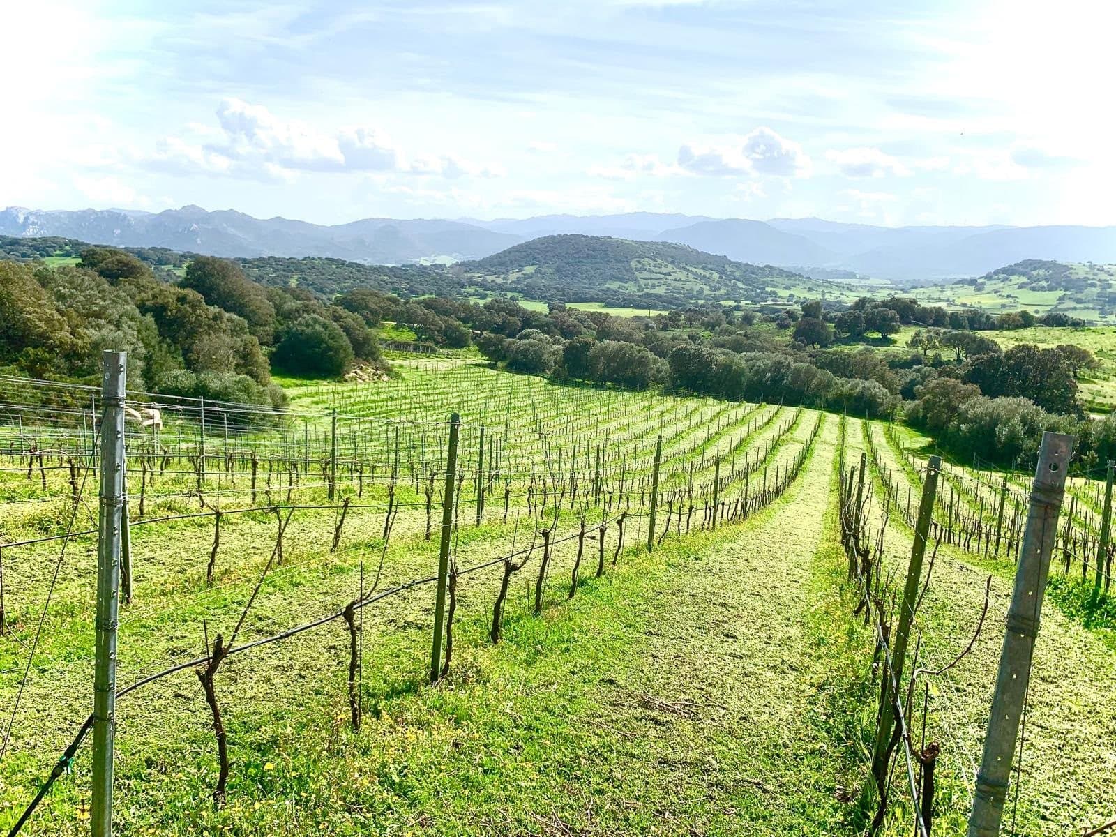 Filari spogli in inverno, con l'erba verde fra le viti